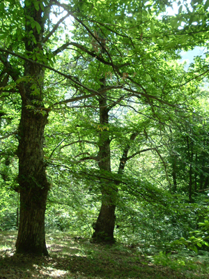 Castagneti