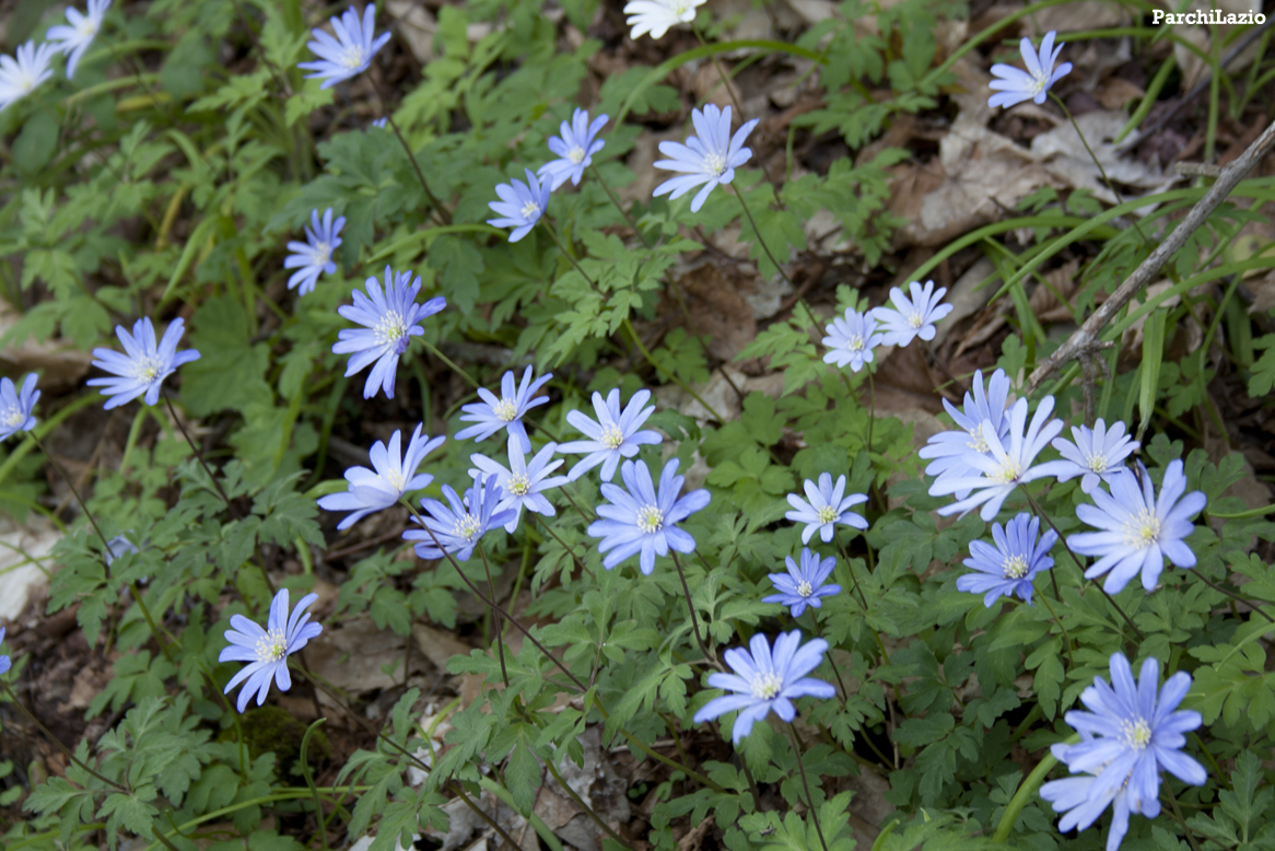 Anemone dell'Appennino
