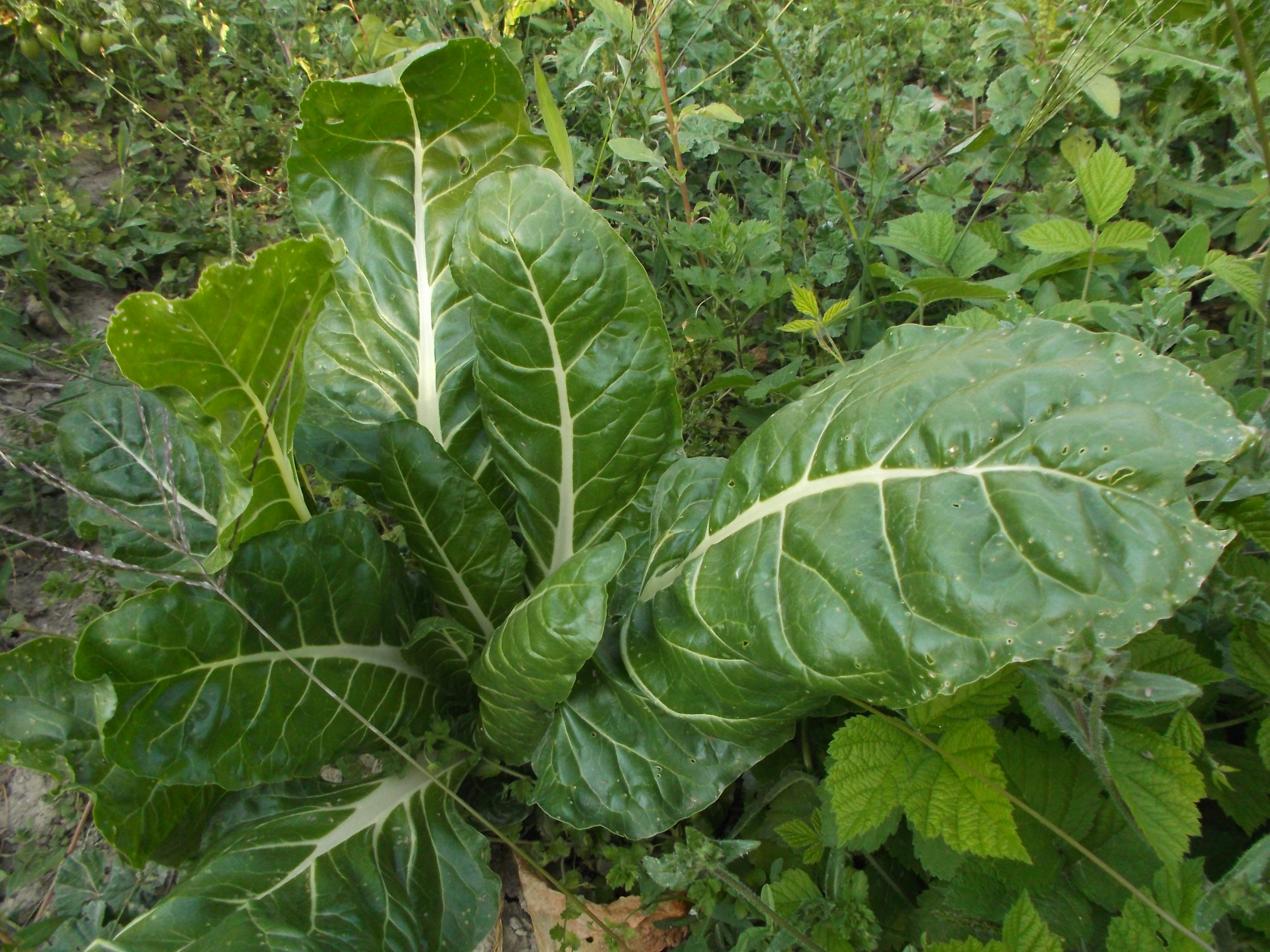 Bieta e bietina biologica