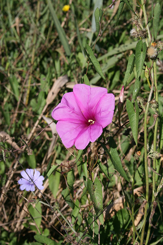 Il Canneto