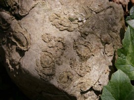 I fossili sotto il Tempio di Giove Anxur
