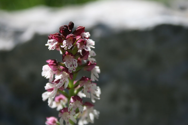 Le Orchidee
