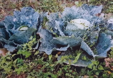 Cavoletti di Bruxelles biologici