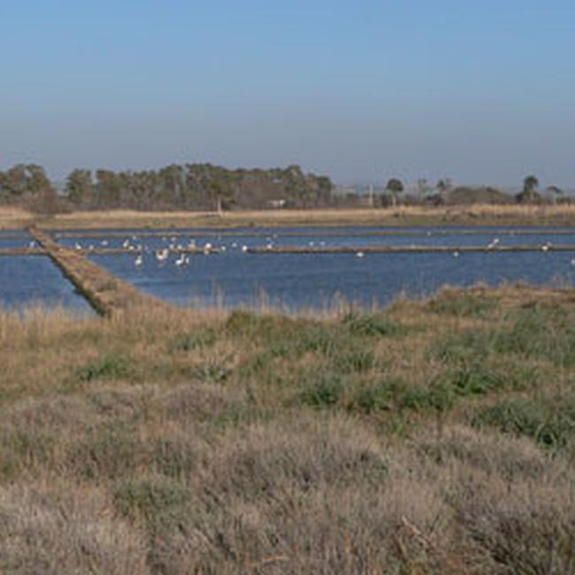 Saline di Tarquinia