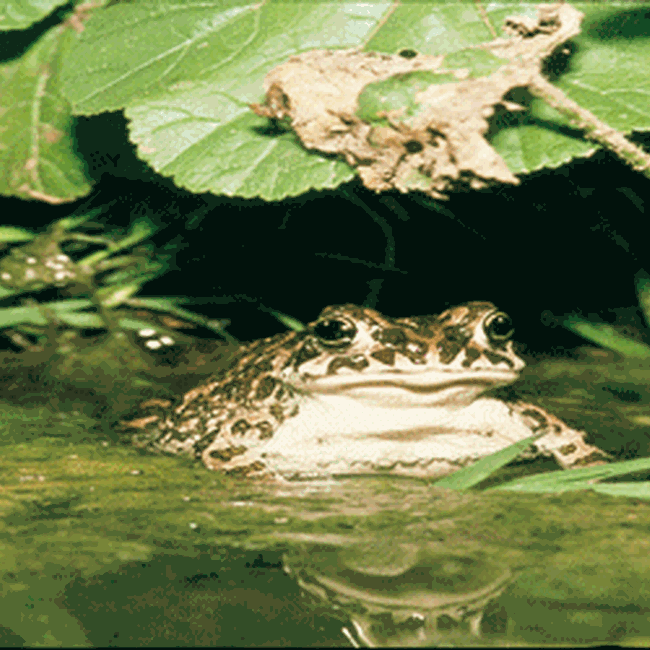 Ente Regionale RomaNatura - Parco Regionale Urbano del Pineto