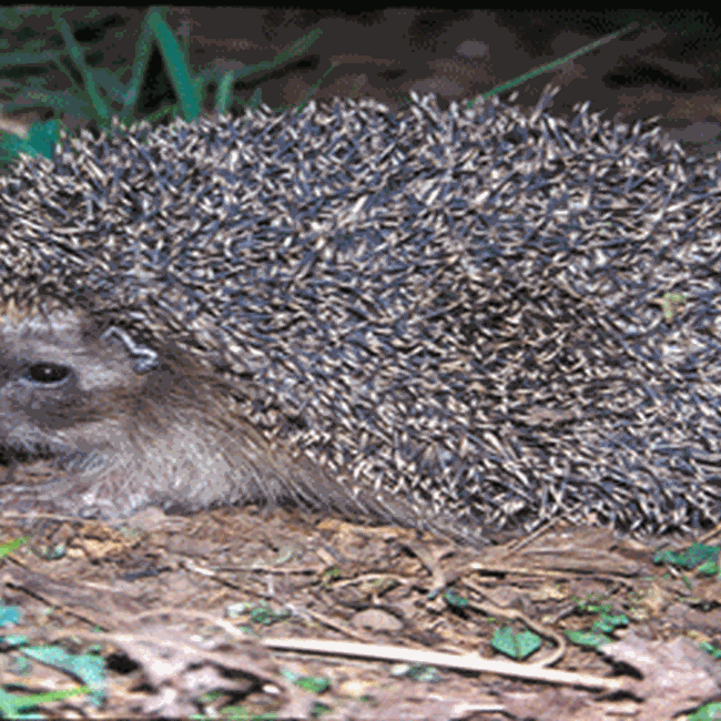 Ente Regionale RomaNatura - Riserva Naturale Laurentino Acqua Acetosa