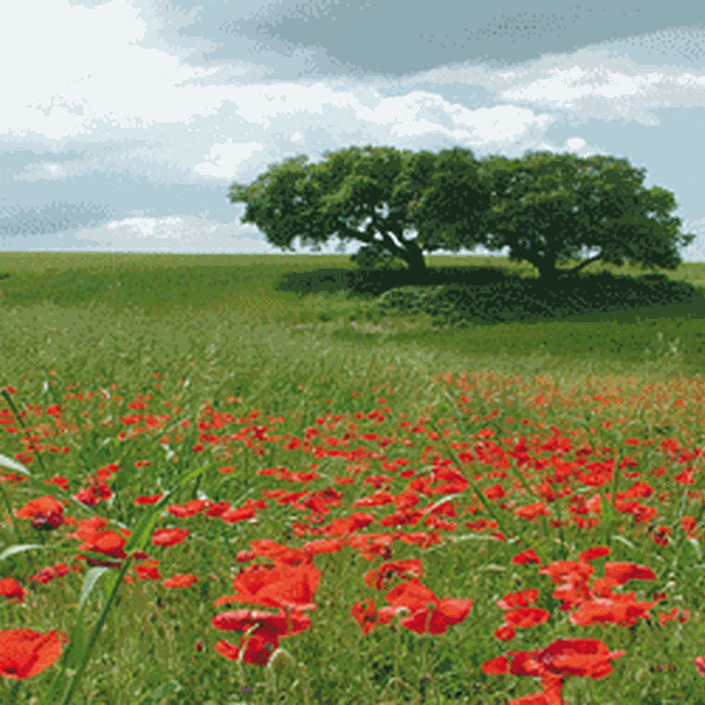 Ente Regionale RomaNatura - Riserva Naturale della Tenuta dei Massimi