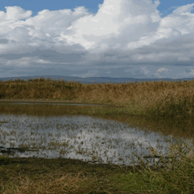 Palude di Torre Flavia