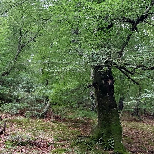 Boschi mesofili di Allumiere
