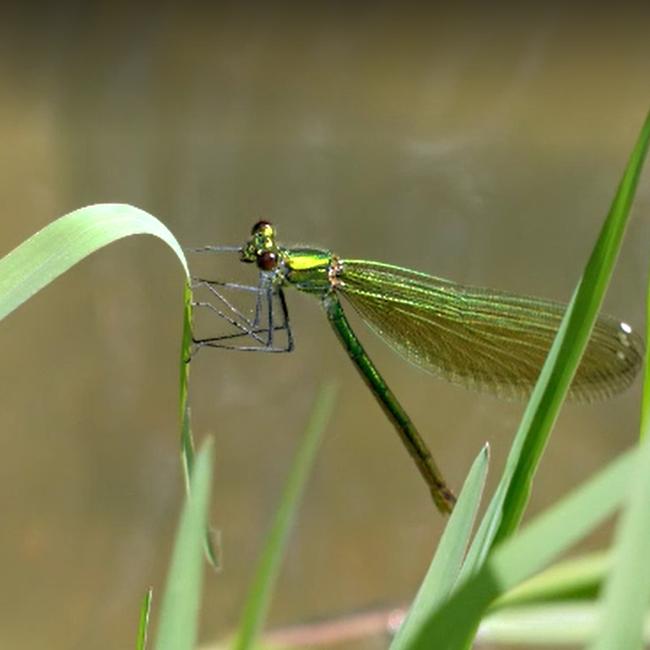 Fiume Mignone (medio corso)