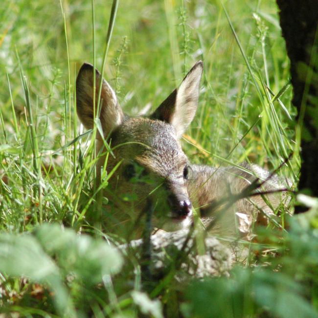 Riserva Naturale "Montagne della Duchessa" ZPS