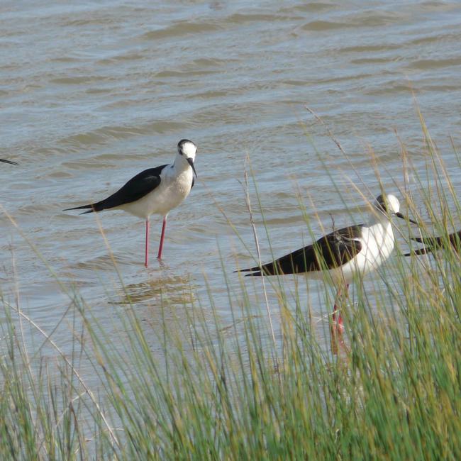 Macchiatonda ZPS/ZSC