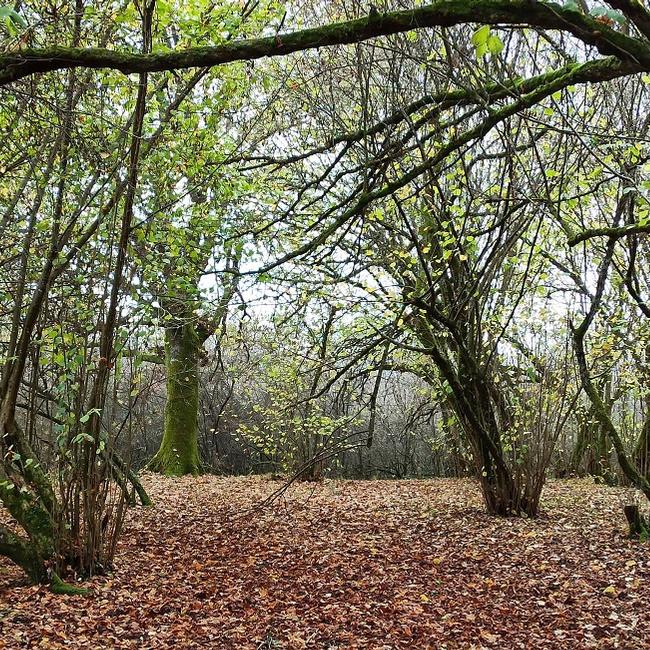 Cerquone - Doganella