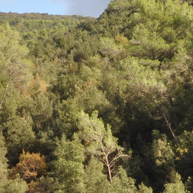 Forre alveali dell'Alta Sabina