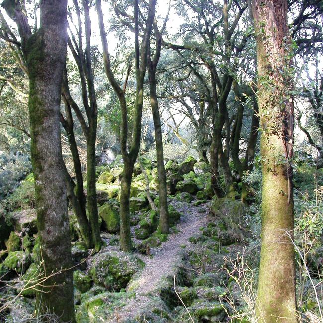 Bosco del Sasseto