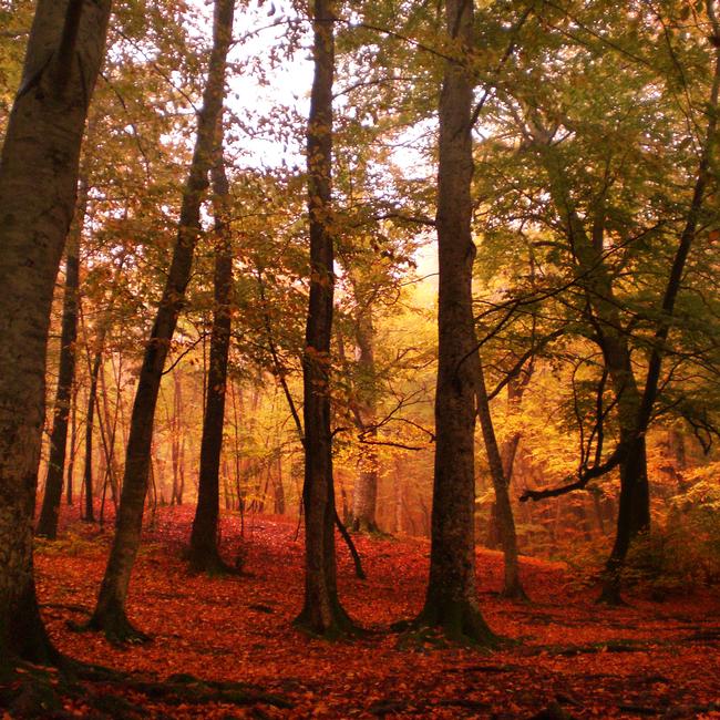 Monte Fogliano e Monte Venere