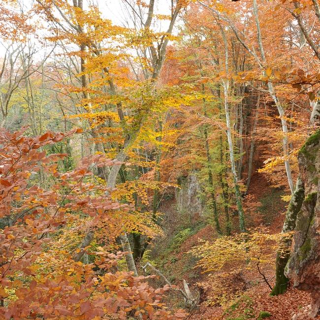 Faggeto di Allumiere