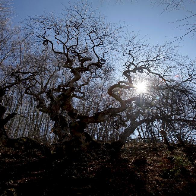 Faggio di San Francesco