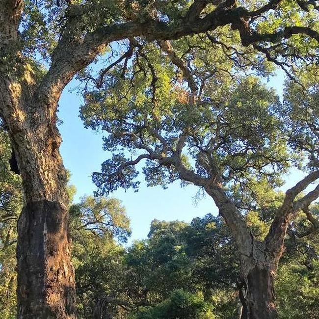 Sughereta di Pomezia