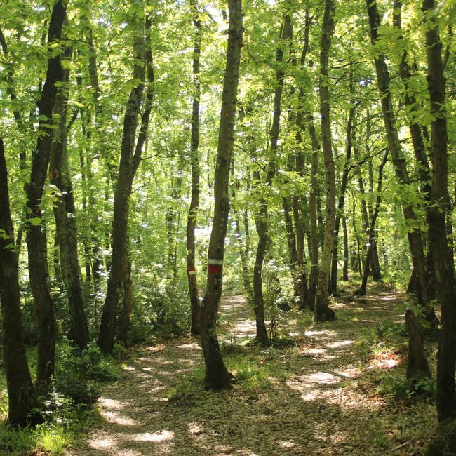 Particolare del bosco di Gattaceca