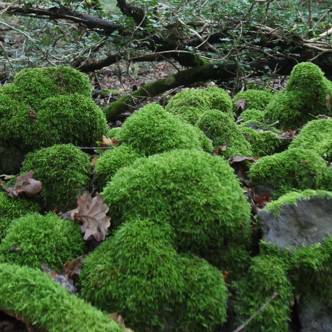 Selva del Lamone - Monti di Castro