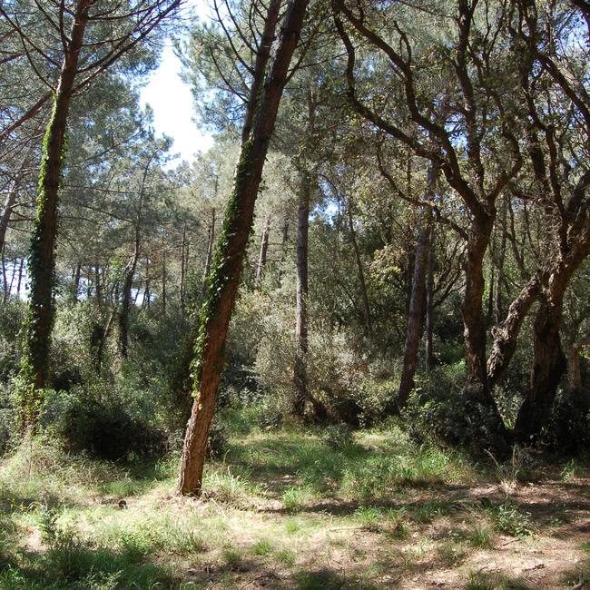 Litorale tra Tarquinia e Montalto di Castro