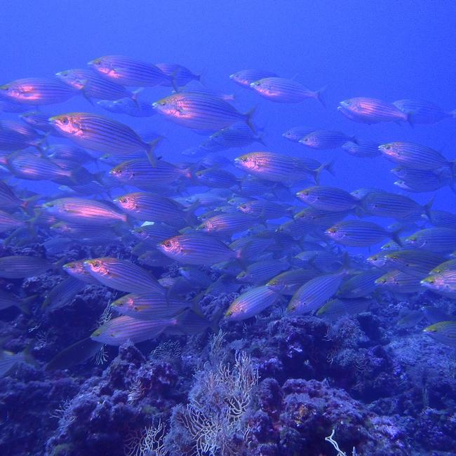 Ente Regionale RomaNatura - Area Marina Protetta delle Secche di Tor Paterno