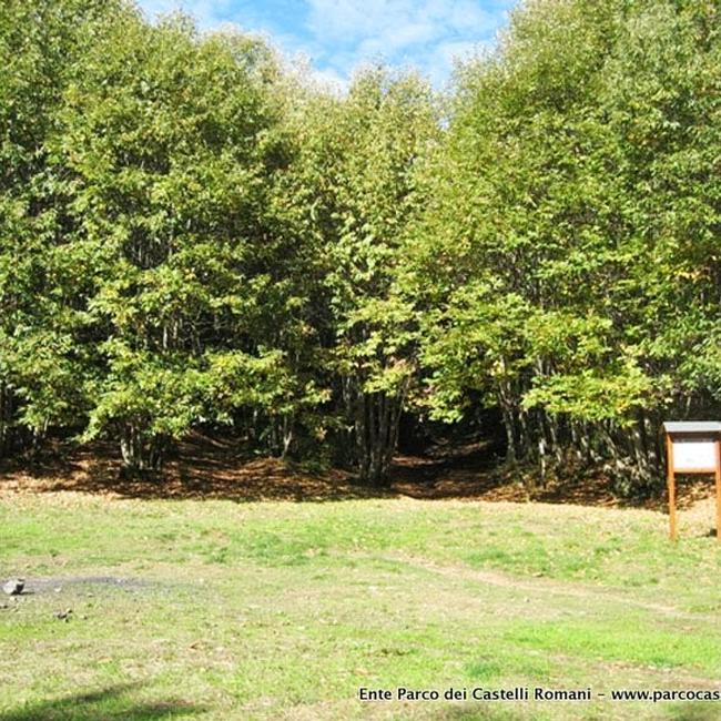 Maschio dell'Artemisio