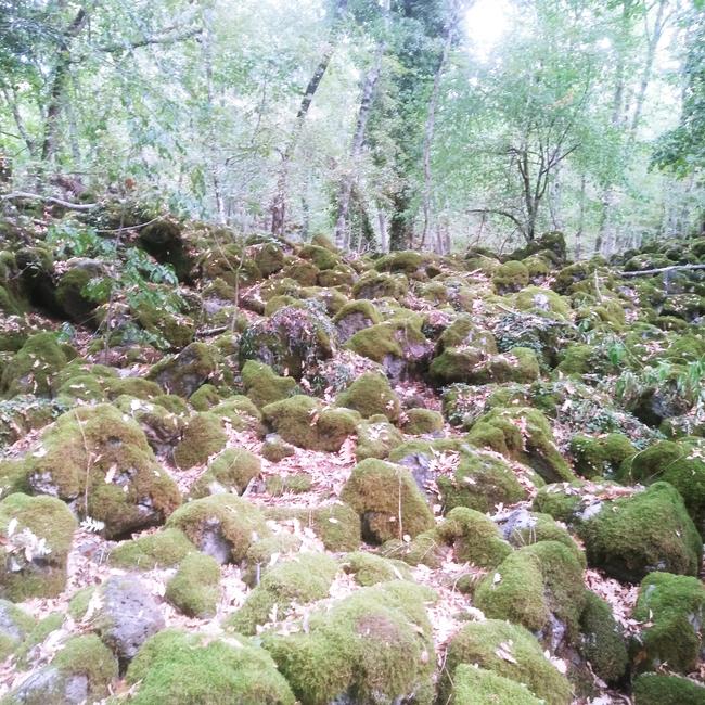 Selva del Lamone ZSC