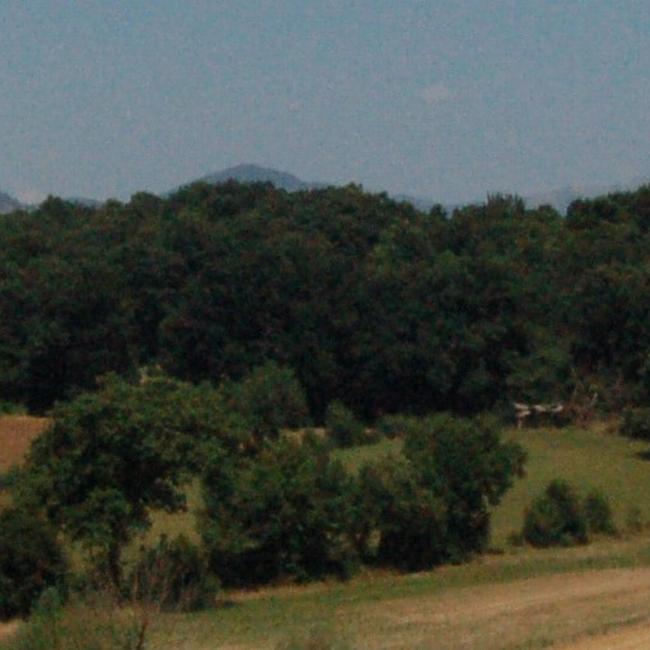 Bosco Selvapiana di Amaseno