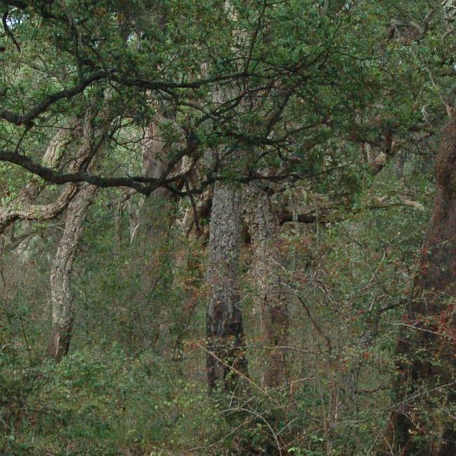 Sughereta di Tuscania