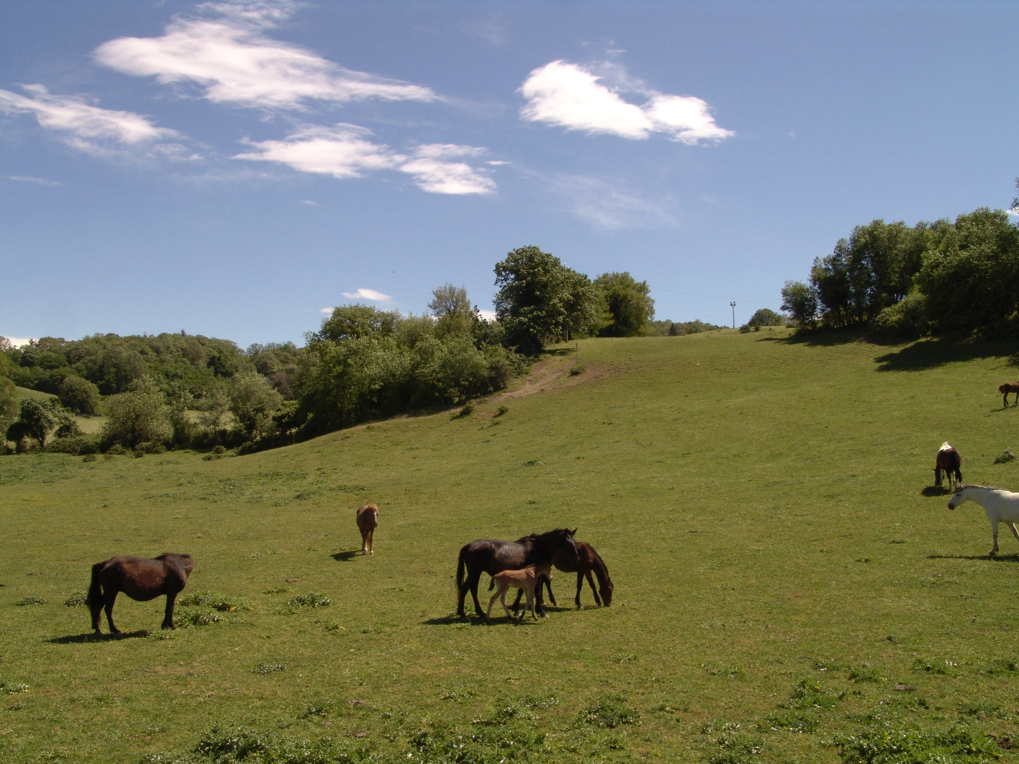 Le Valli del Sorbo, patrimonio di biodiversità