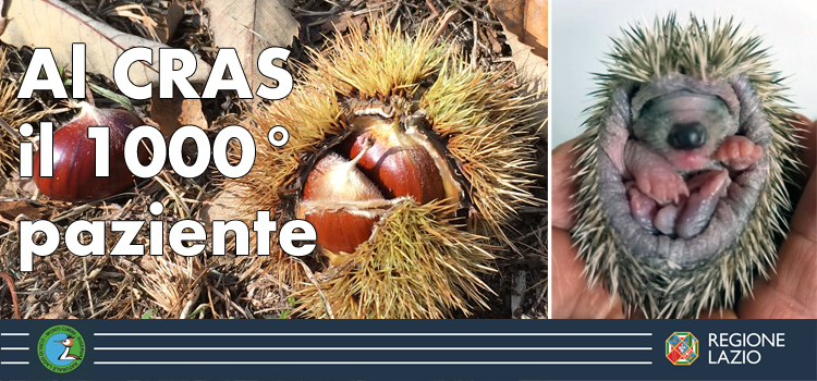 Riccio al CRAS dell'Ente Monti Cimini