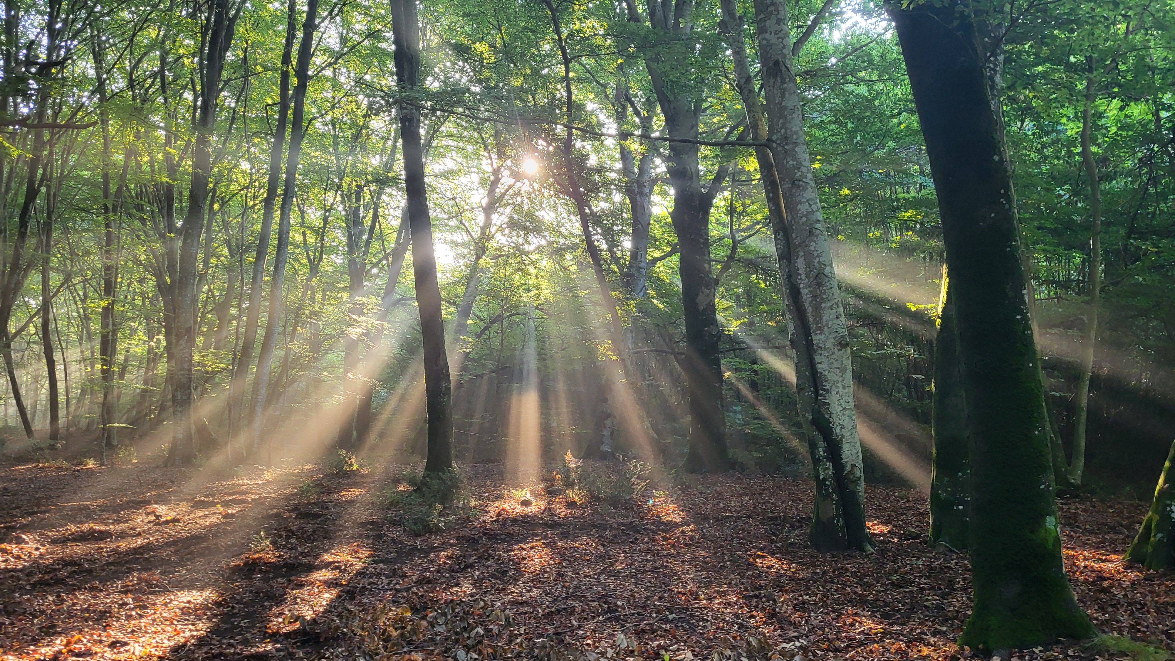 Prima che arrivi l'autunno: l'anello delle Faggete dei Monti Sabatini - TESORI NATURALI 2025