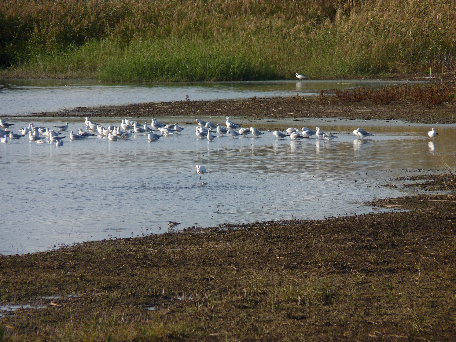 Pulizia della spiaggia a Torre Flavia