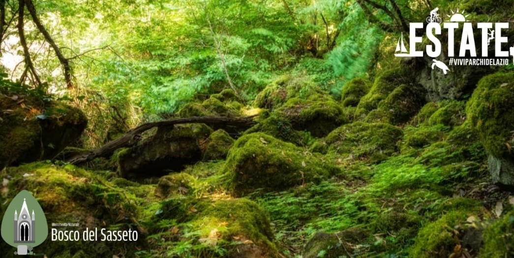 Immersione in foresta