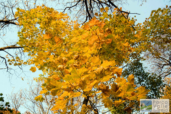 Acero in autunno - Archivio Parco
