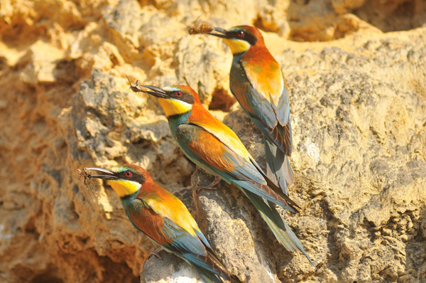 Gruccioni - foto Marco Branchi