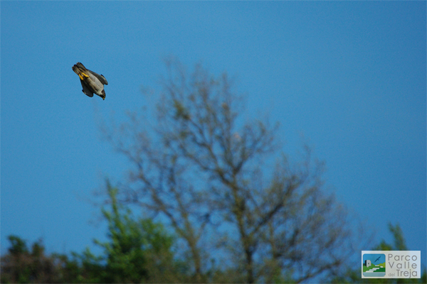 Pellegrino in picchiata - foto Claudio Borghini