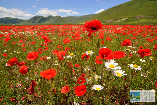 Prato fiorito - foto Marco Branchi
