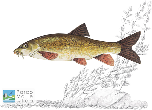 Barbo - disegno Hardy Ritcher