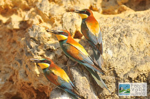 Gruccioni - foto Marco Branchi