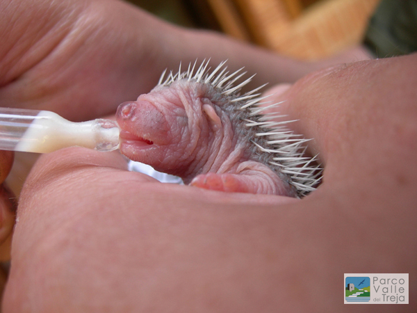 Cucciolo di riccio - foto Mauro Castrichella