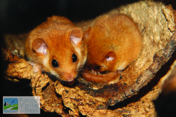 Moscardino - foto Leonardo Ancillotto