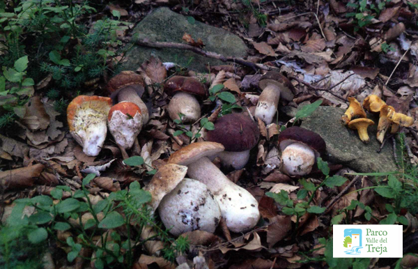 Funghi commestibili - Archivio Parco