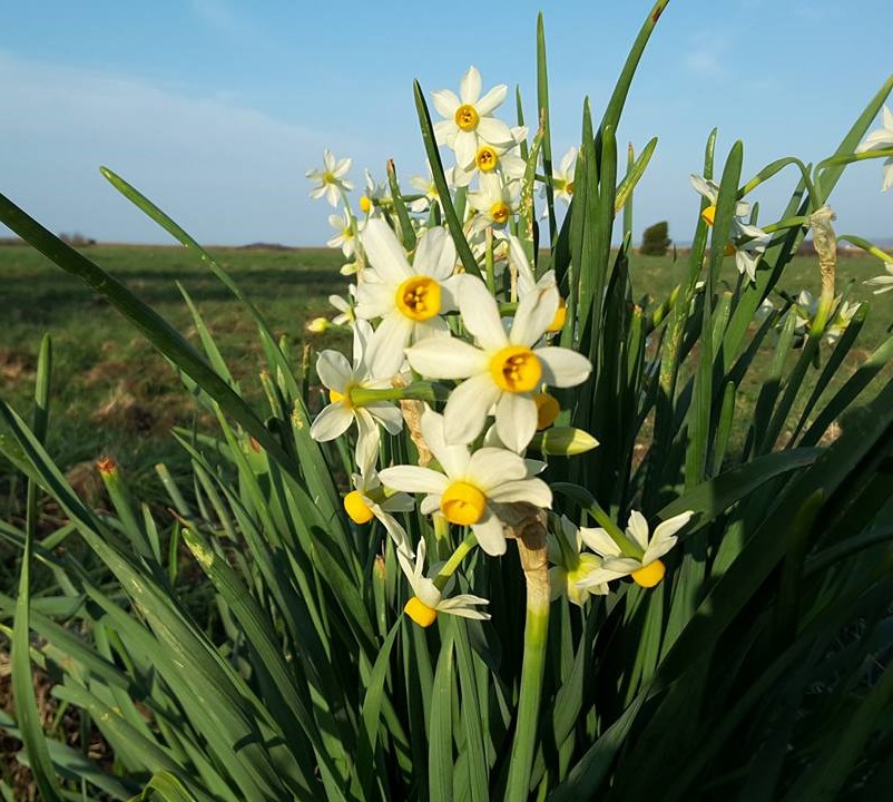 City Nature Challenge 2024