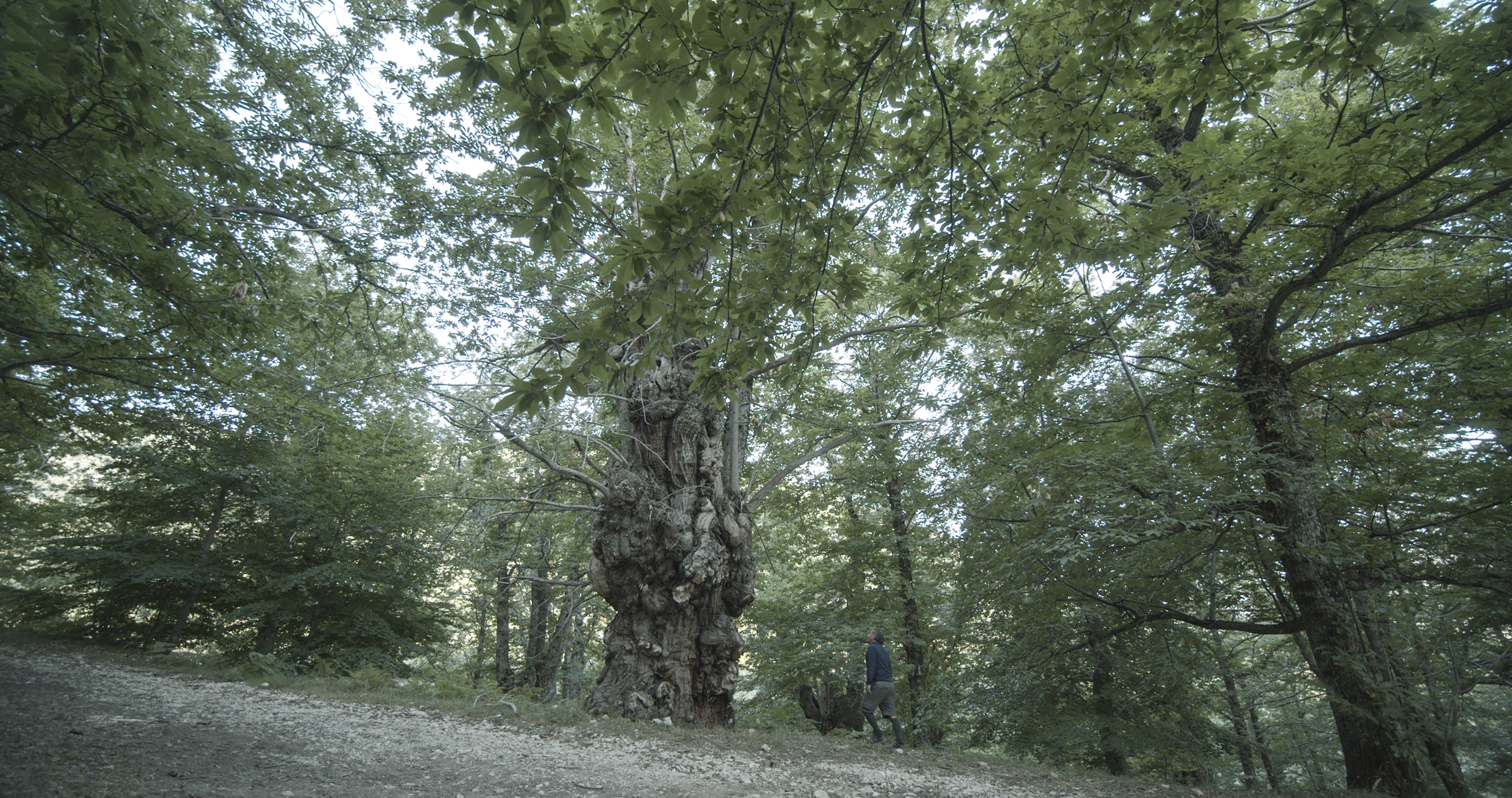 CAI 339 Li Coppi - Valle dell'Obito