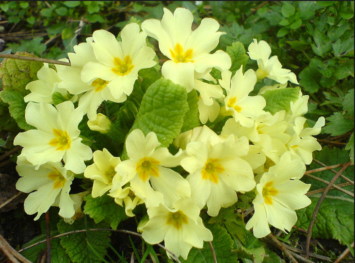 Primula - foto Claudio Tescarollo