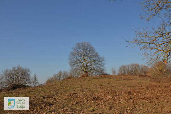 Cerro secolare nel Parco - foto Archivio Parco