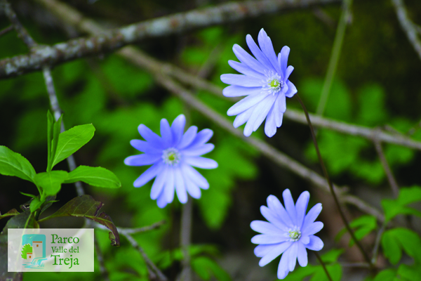 Anemone nel Parco - foto Archivio Parco